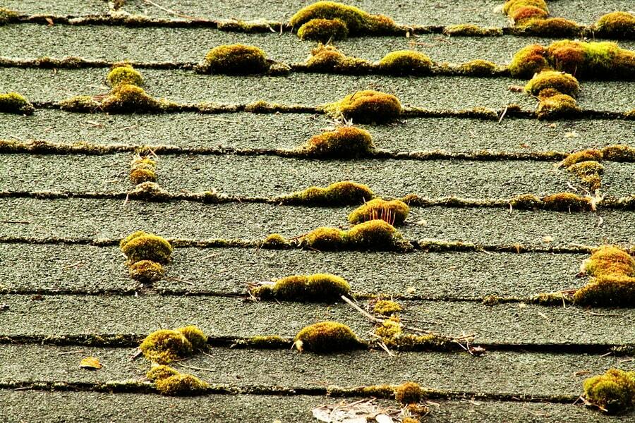 mold damage cause of roof leak